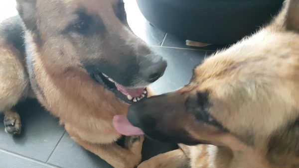 Siblings in love