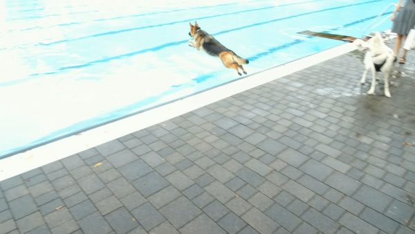 Hund im Freibad | Leverkusen