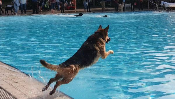 Hund im Freibad Königswinter