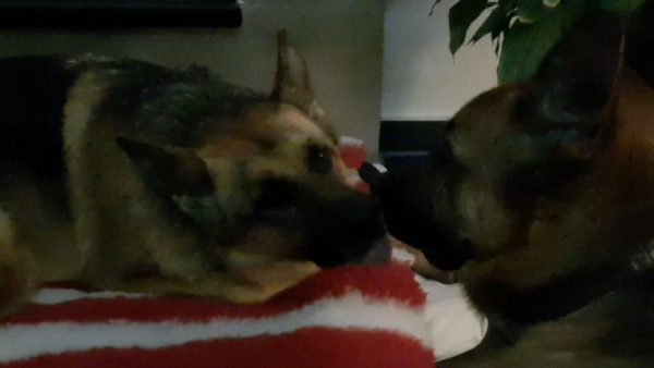 Love is in the air