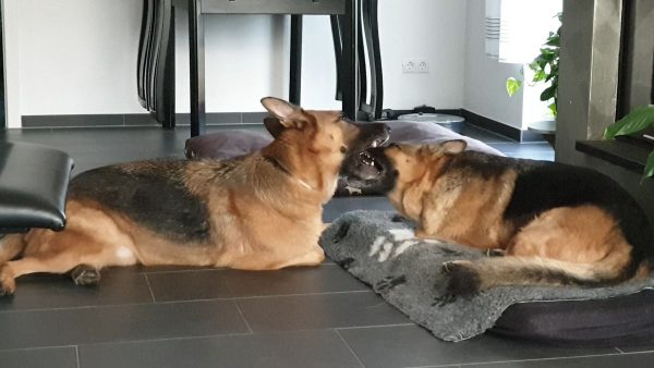 Siblings in love