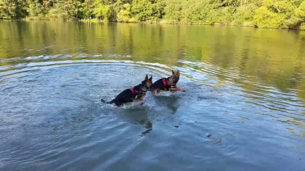 Ellie teaches Hatch how to swim