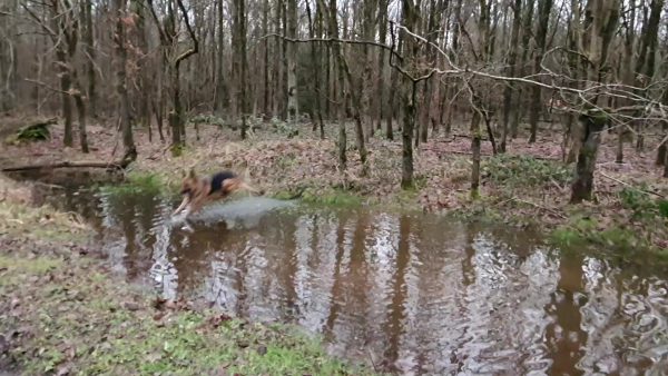 Wasserratte